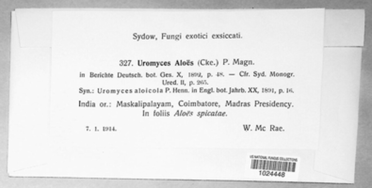 Uromyces aloes image